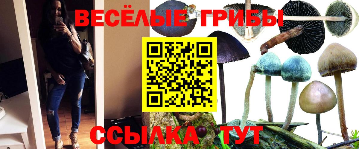 Псилоцибиновые грибы Psilocybine cubensis  Псилоцибиновые грибы прущие грибы  Вход с VPN  что такое наркотик  Белая Калитва 